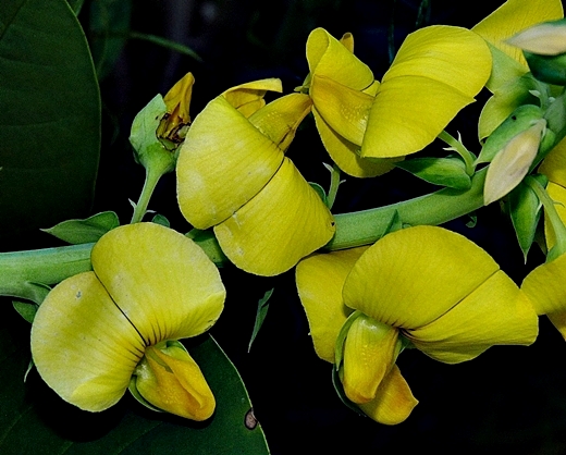 {Crotalaria spectabilis}